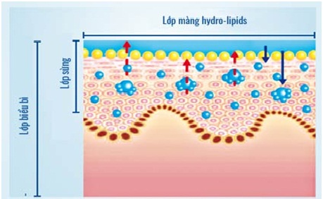Da mất nước - làm sao cấp nước đủ cho tế bào da