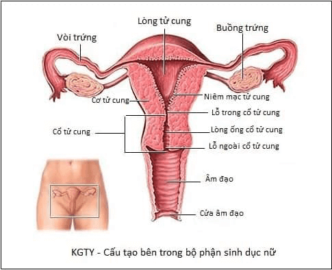 Dấu hiệu viêm nhiễm phụ khoa