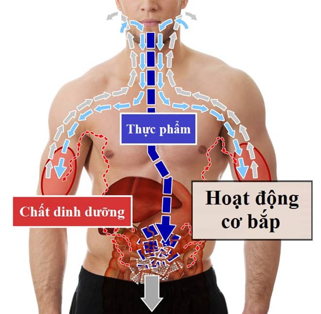 Ăn đủ mà vẫn giảm cân? Không hề khó!