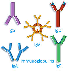 THỐNG KHÁNG THỂ IMMUNO GLOBULIN NHƯ SỮA MẸ