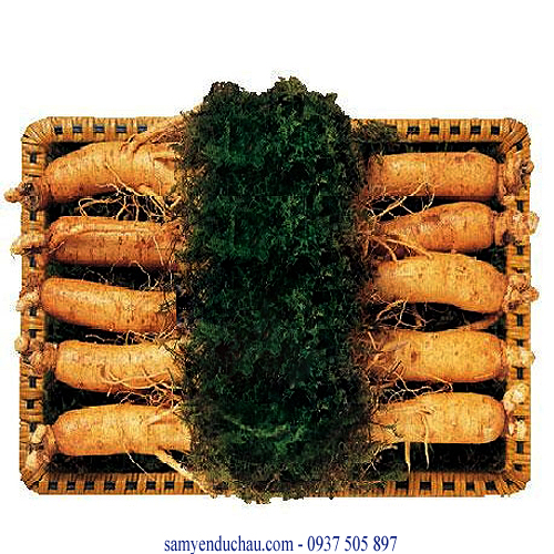 TPCN : sâm tươi 10 củ/kg