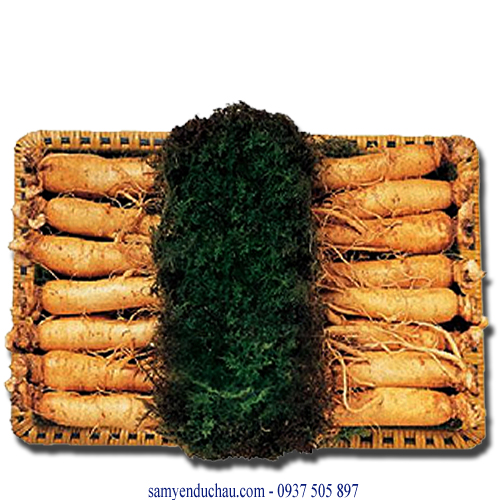 TPCN : sâm tươi 12-14 củ/kg