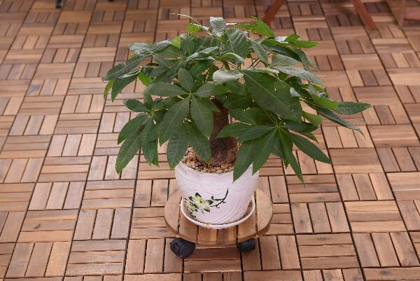 Đế Lót Chậu Cây Cảnh Có Bánh Xe Đường Kính 30cm-1