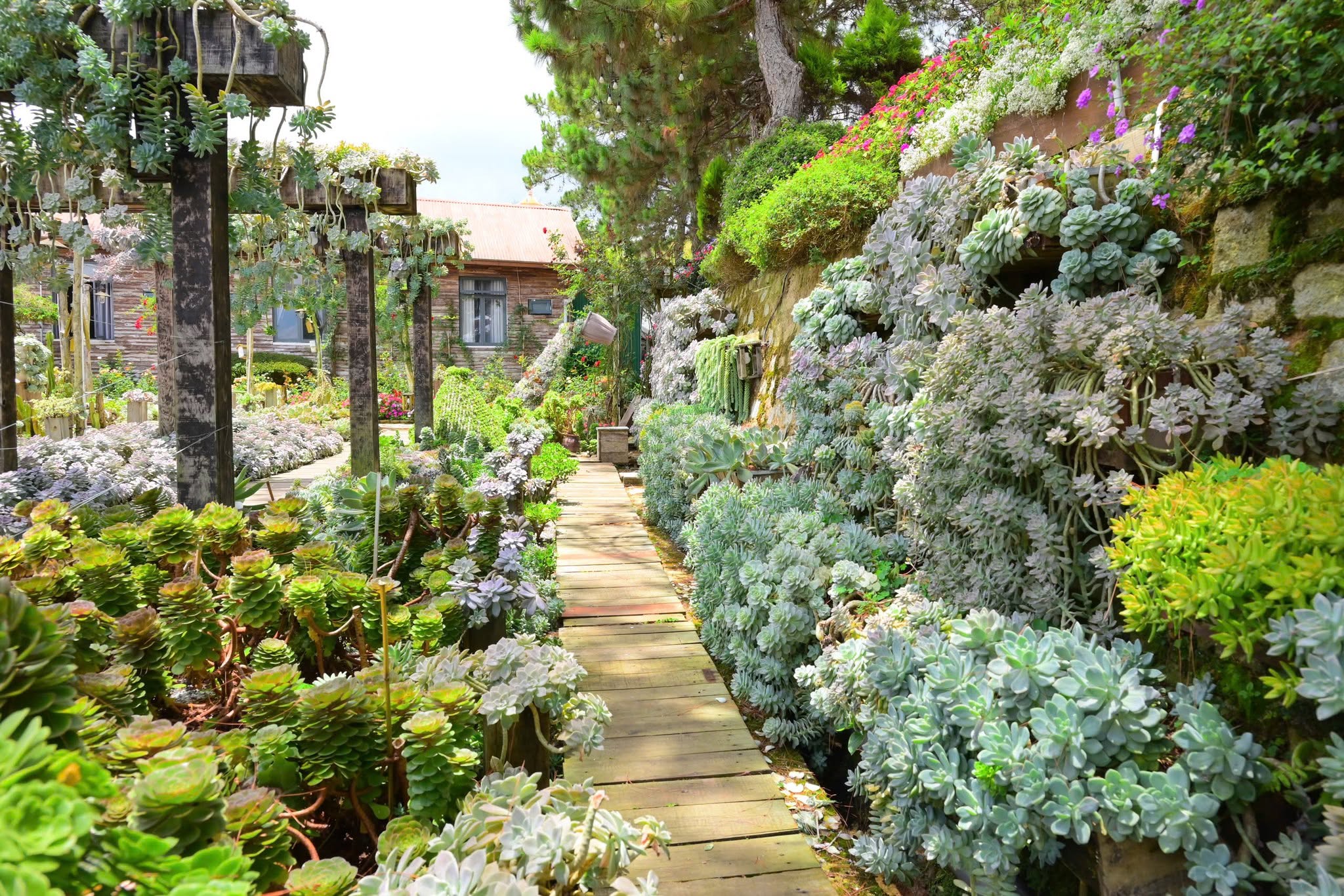 TOUR NGOẠI THÀNH 3:  Ixora  + thác ponguor