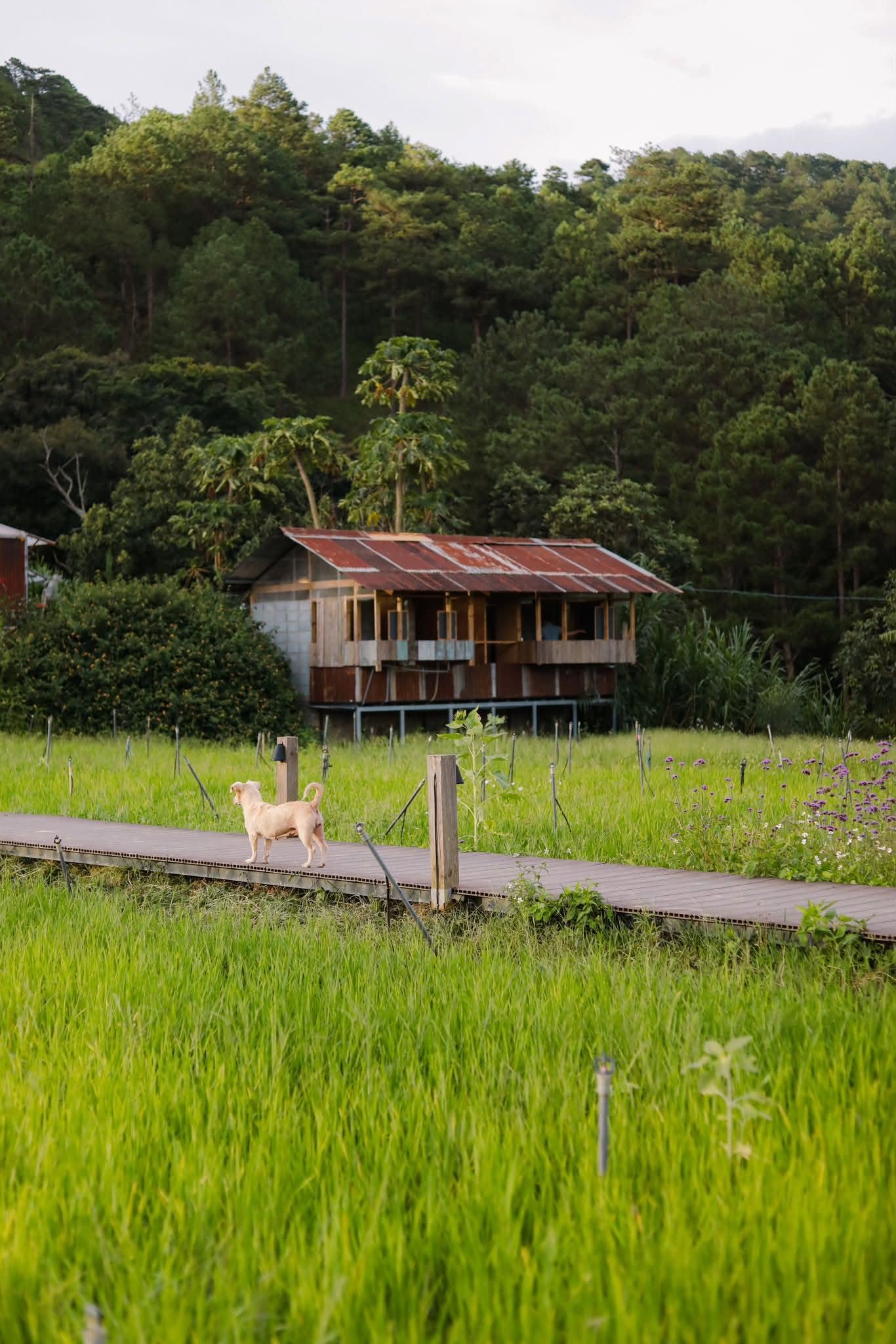 Tour 2N1D Tâm Chạm Mây Tay Chạm Thông