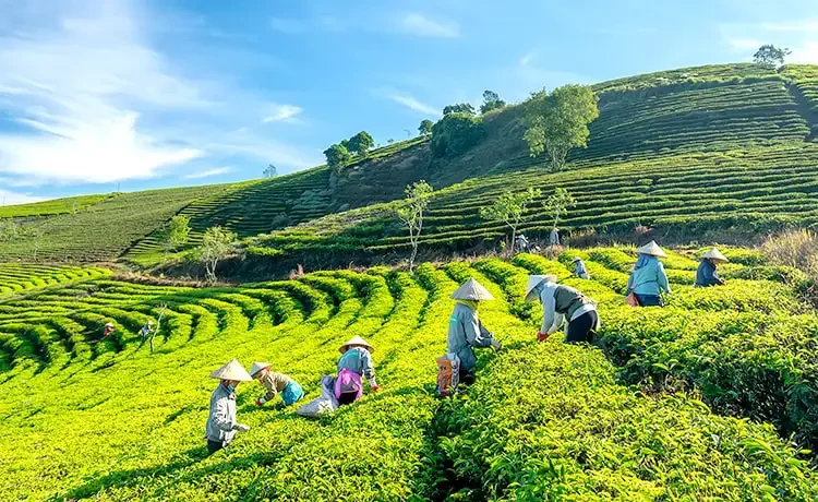 Tour 2N1D Xách Balo Lên Đà Lạt