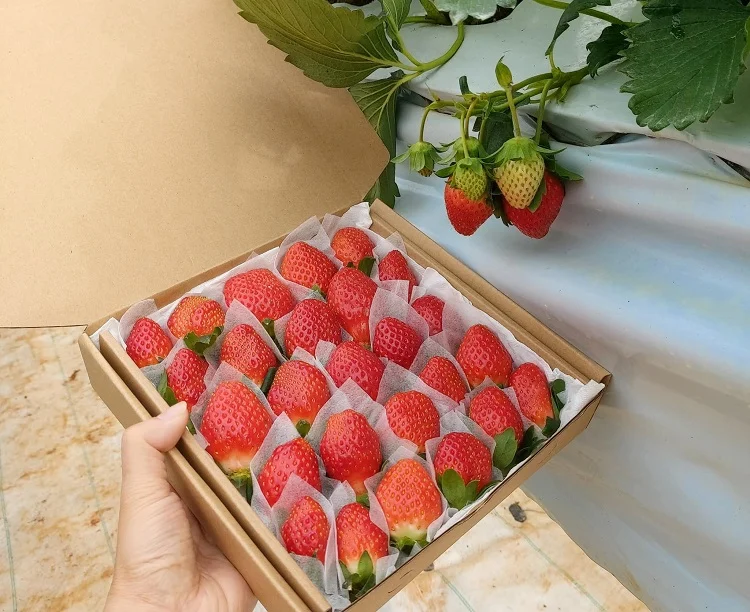Đà Lạt THÁC NƯỚC VÀ TÌNH YÊU
