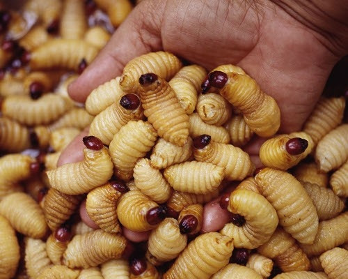 Đuông dừa chuyên phục vụ đại gia