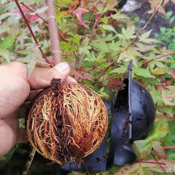 Combo 5 Bầu chiết cành cây, hộp chiết cây, dụng cụ chiết cành chuyên dụng – VOLCANO.VN