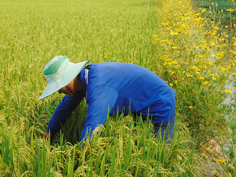 Đồng Tháp đẩy mạnh sản xuất lúa hữu cơ