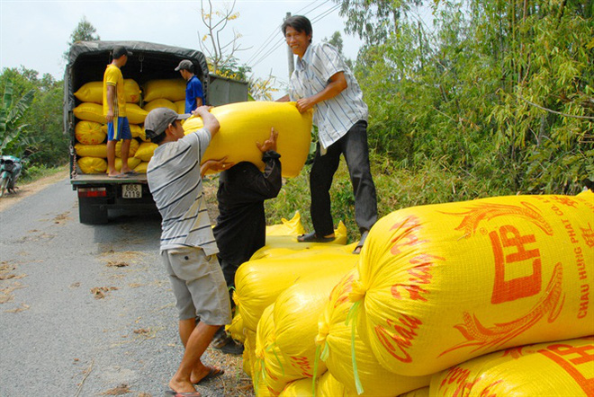 Giá lúa ĐBSCL tăng lên, nông dân dễ thở hơn