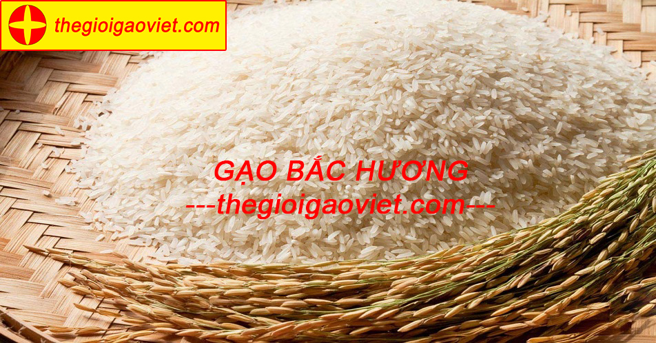 Gạo bắc hương và những kiến thức cần biết