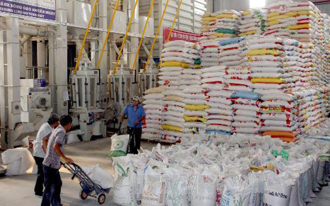 Sản xuất gạo chất lượng cao để xuất khẩu nước ngoài