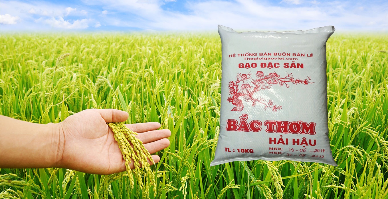 Gạo bắc thơm hải hậu - Sản phẩm gạo được ưa chuộng nhất hiện nay.
