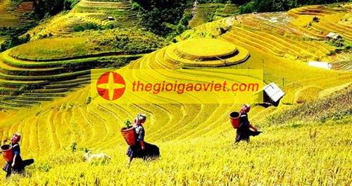 nương gạo séng cù