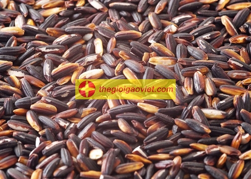 gạo nếp cẩm
