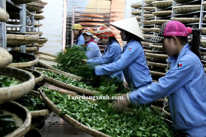 Trà Thái Nguyên Tân Cương có gì đặc biệt khiến nhiều người yêu thích