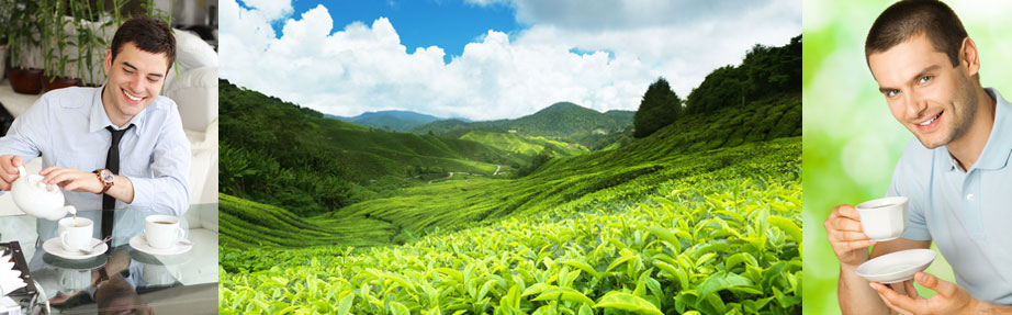 Chè thái nguyên làm giảm tác hại của thuốc lá như thế nào?