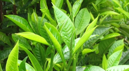 Chè thái nguyên, trà thái nguyên ngon nhất ở Hà Nội,TPHCM