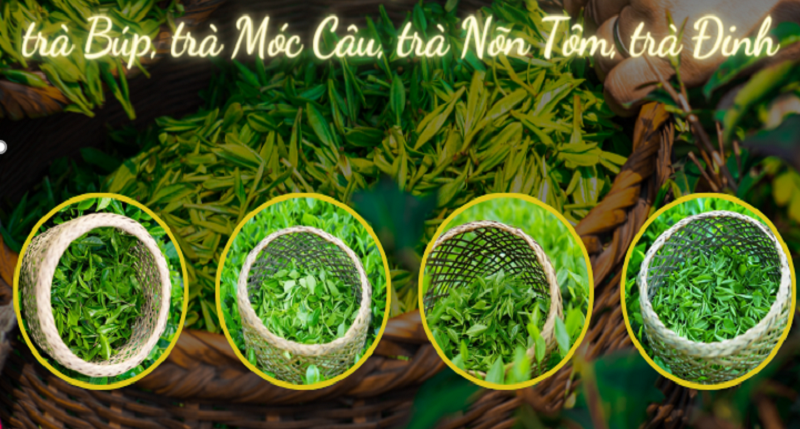 Có quá khó để phân biệt 4 loại trà thượng hạng: Trà búp – Trà nõn tôm – Trà móc câu – Trà Đinh?