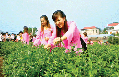 Những nét mới của vùng Chè Thái Nguyên Tân Cương