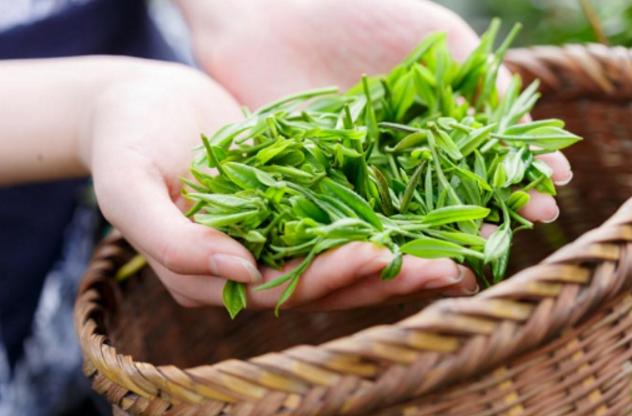 Quy trình – Chất lượng – Thương hiệu – Ba tiêu chí “trụ cột” tạo nên giá trị thực của trà xanh Tân Cương Thái Nguyên