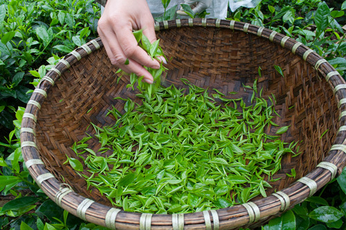Sự chênh lệch về giá thành của chè nõn tôm thủ công và chè nõn tôm công nghiệp