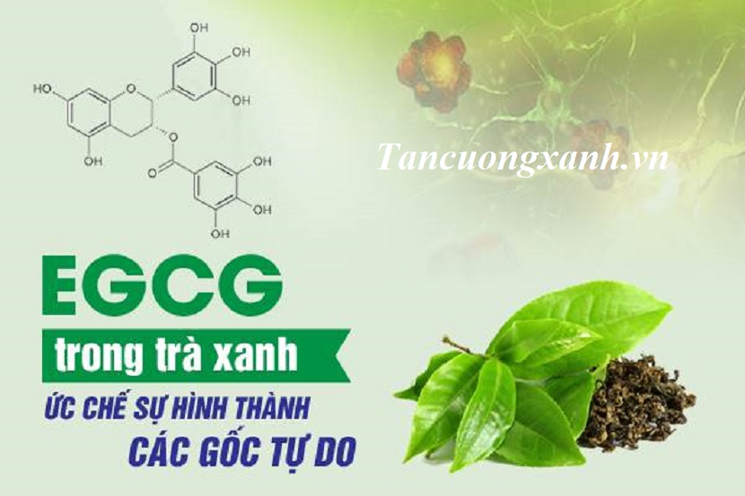 Tác dụng của Chất EGCG trong Trà Thái Nguyên với Sức Khỏe Con Người