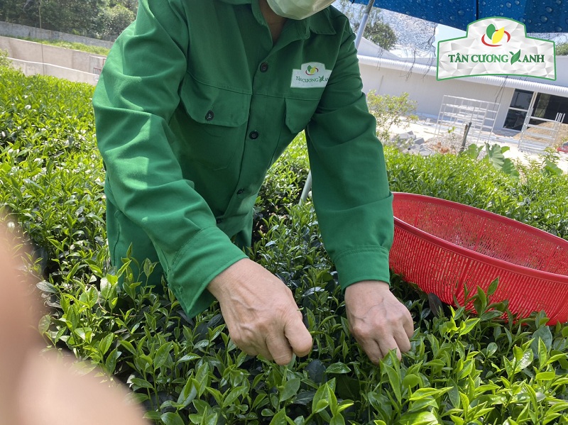 Tại sao ngày càng nhiều người tìm hiểu và lựa chọn chè nõn tôm thủ công?