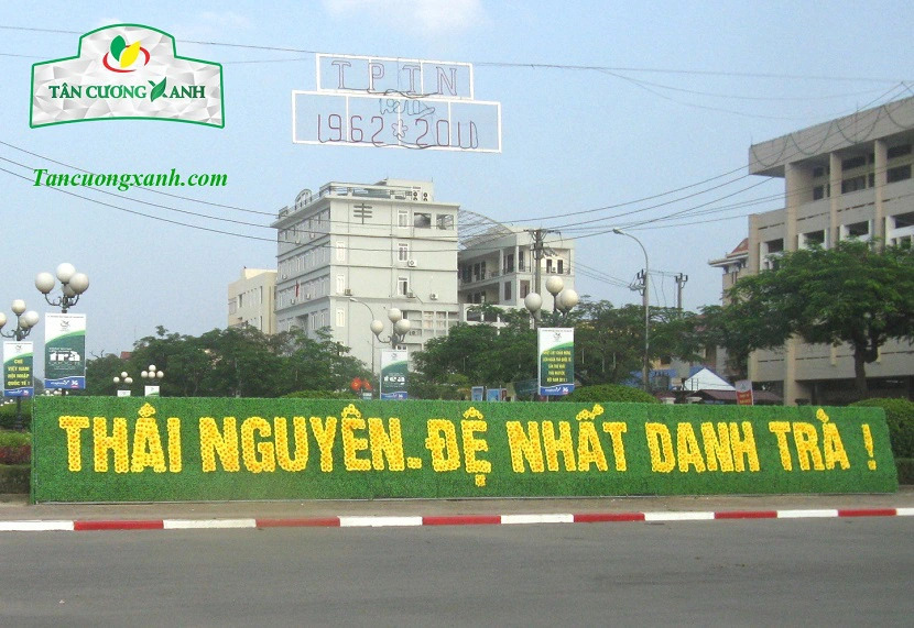 Tại Sao Trà Thái Nguyên Mấy Chục Năm Vẫn Hoa Nở Trong Vườn