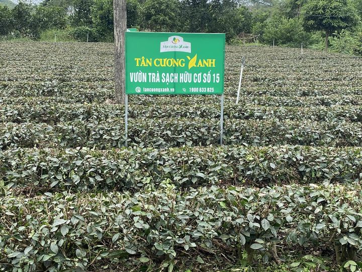 Thời tiết khắc nghiệt làm giảm mạnh sản lượng trà Thái Nguyên