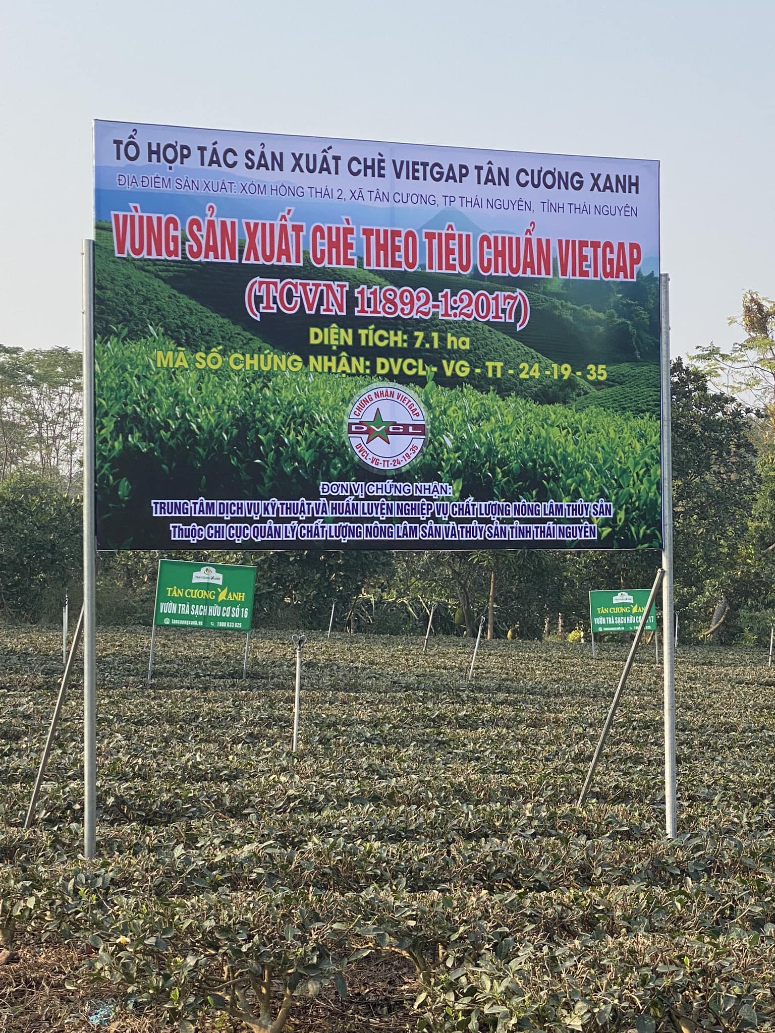 Đầu xuân 2025: Thời tiết không thuận lợi làm giảm sản lượng và chất lượng trà Thái Nguyên