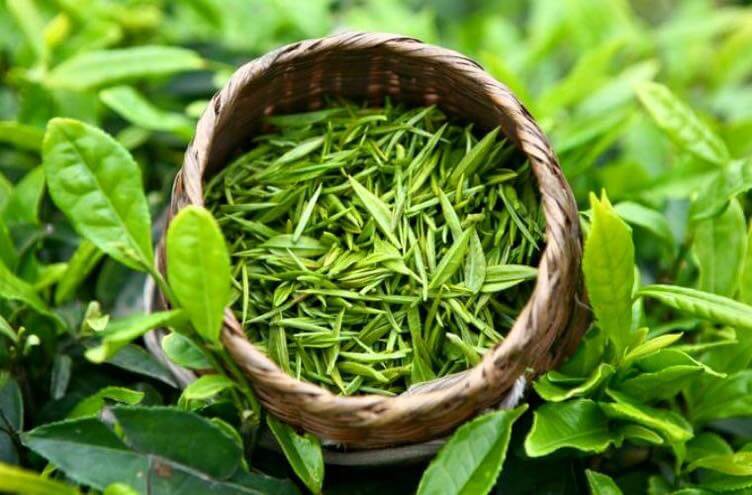 Trà đinh – Vì sao thường được thu hái vào thời điểm nhất định