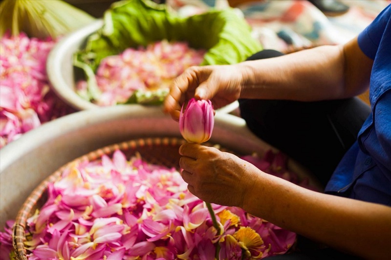 Trà sen Tây Hồ chuẩn bị vào mùa – Giá thành có cao hơn?