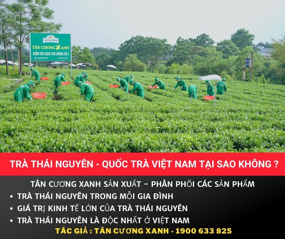 Trà Thái Nguyên - Quốc Trà Việt Nam Tại Sao Không