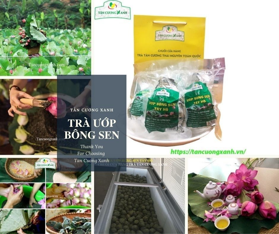 Tại sao trà ướp bông sen tây hồ của Tân Cương Xanh lại ngon