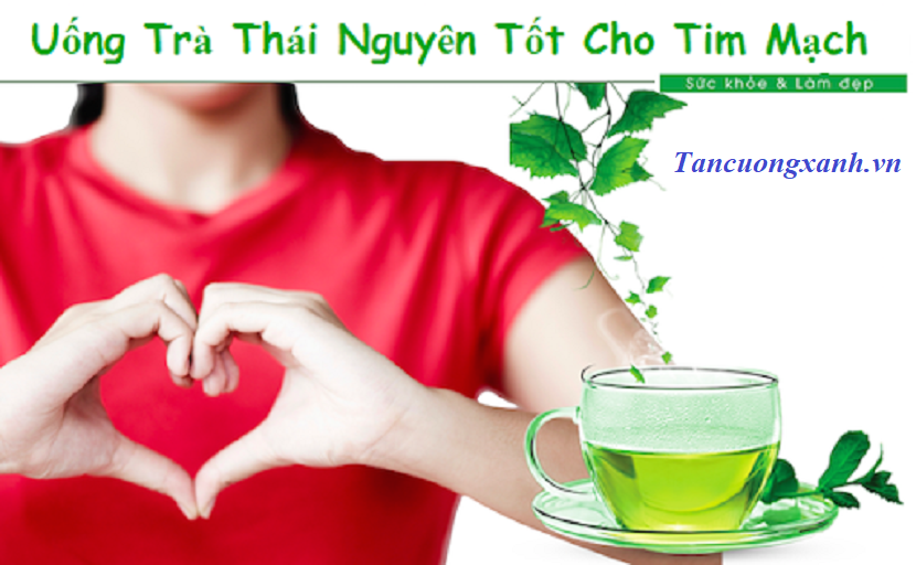 Tác Dụng Của Chè ( Trà ) Thái Nguyên Đối Với Tim Mạch