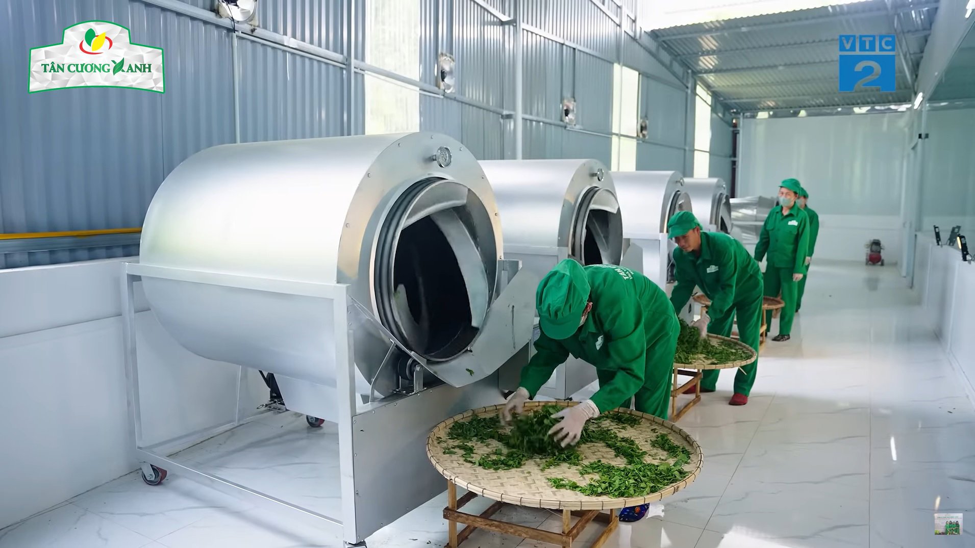 Chè được cắt vò nghiền với máy