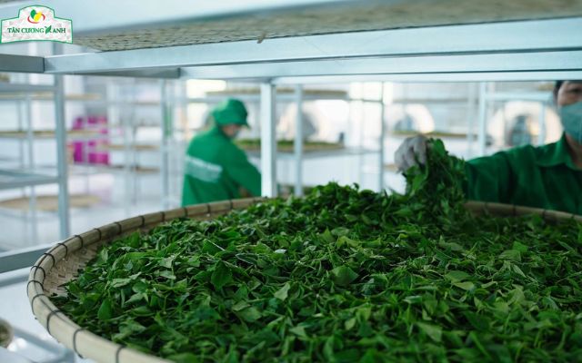 Quy trình sản xuất chè túi lọc: trà được làm héo bằng 2 phương pháp héo nắng hoặc héo mát