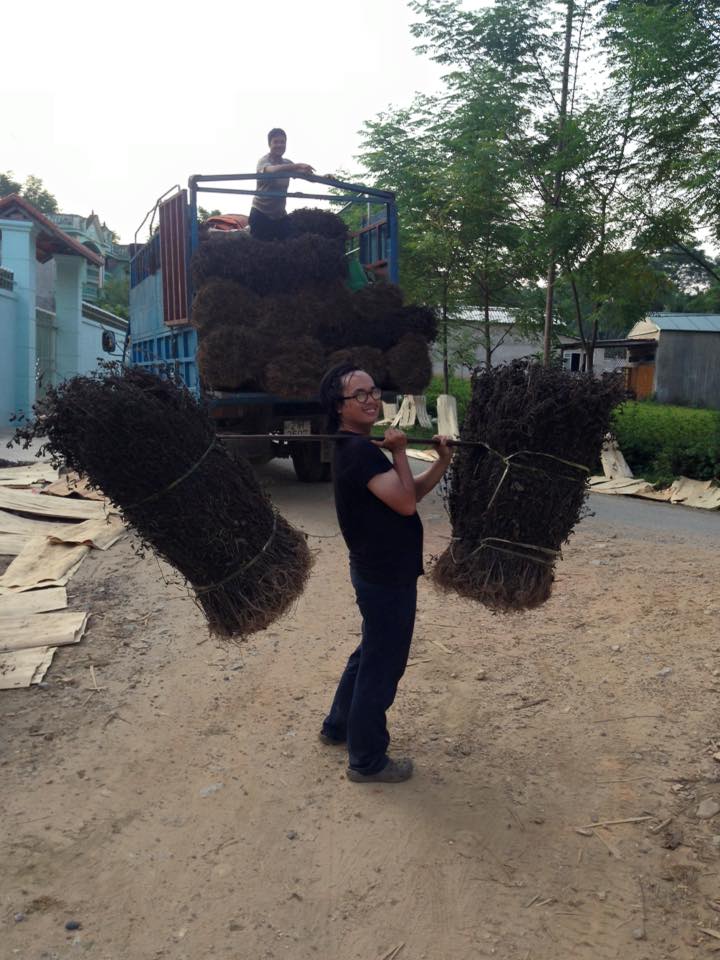 thảo dược nhân trần 03