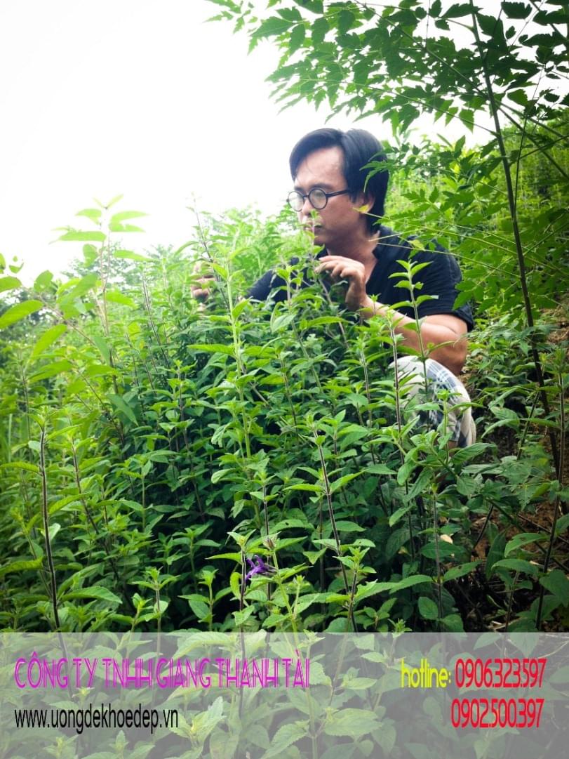 thảo dược nhân trần 01