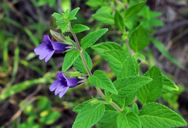 thảo dược nhân trần 02