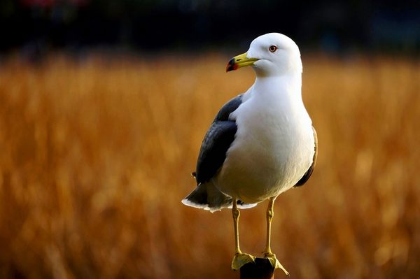 Dễ dàng bắt dính chuyển động trong ảnh