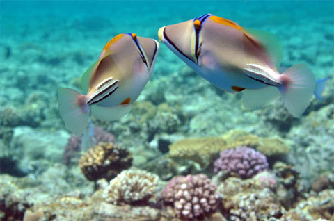 10 kỹ thuật chụp ảnh với nước