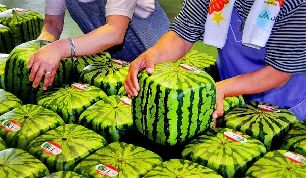 Những điều độc đáo bạn chỉ có thể nhìn thấy khi ở Nhật Bản