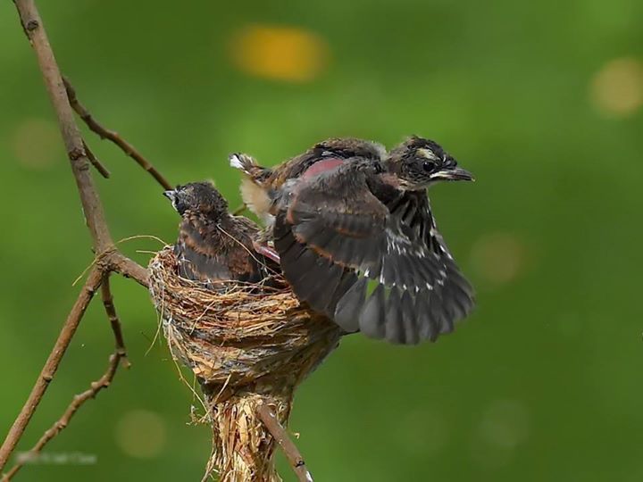 Sự thật khủng khiếp sau những bức ảnh chụp chim đẹp mê mẩn