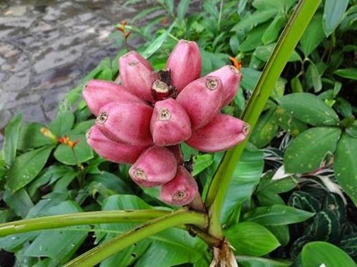 Mê mẩn trước cây chuối ra quả tím hồng lạ mắt 