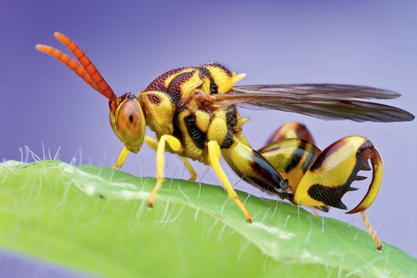 Cận cảnh những loài côn trùng tuyệt đẹp qua bộ ảnh Macro