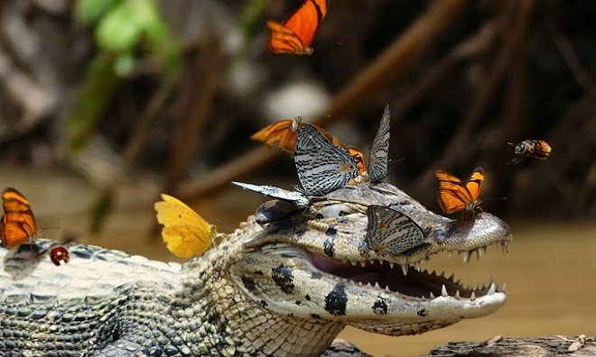 Bộ ảnh cá sấu ngoác miệng cười với đàn bướm đoạt giải cao