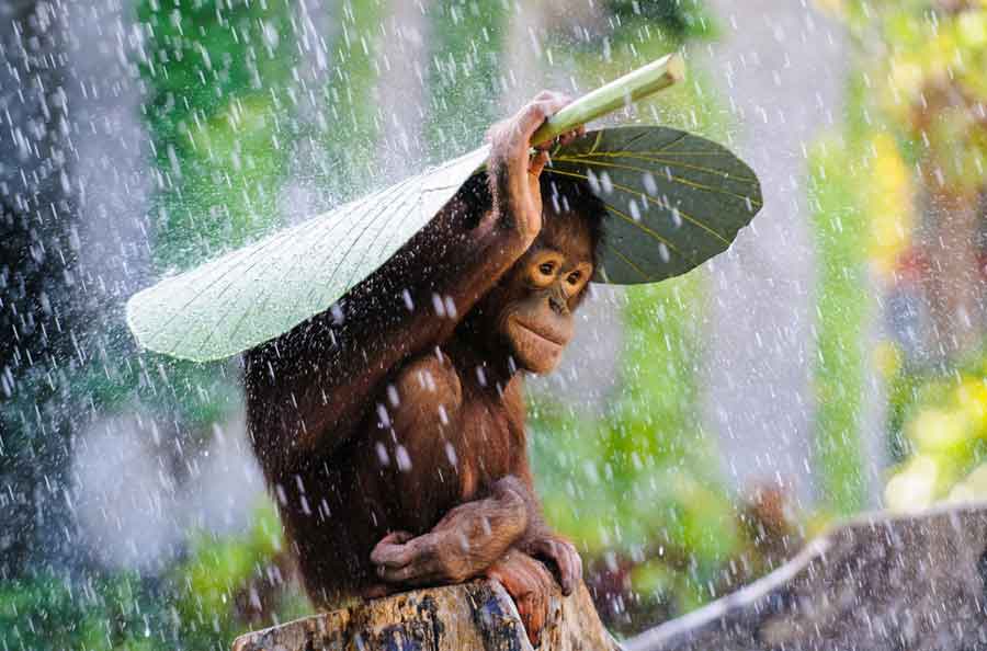 Những ảnh đoạt giải của cuộc thi National Geographic Photo Contest 2015